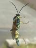 Ichneumon xanthorius